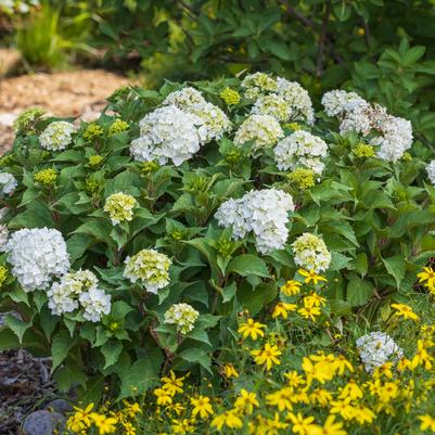 Hydrangea macrophylla Endless Summer® Dreamcloud&reg;