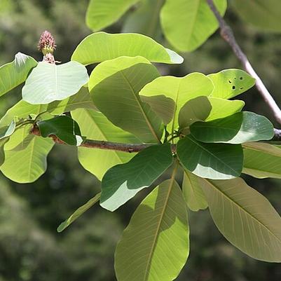 Magnolia officinalis var. biloba 