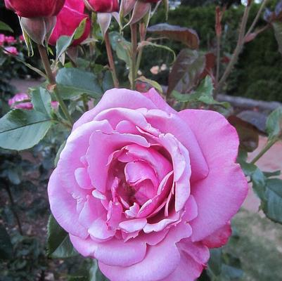 Rosa Barbra Streisand