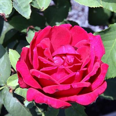 Rosa Chrysler Imperial