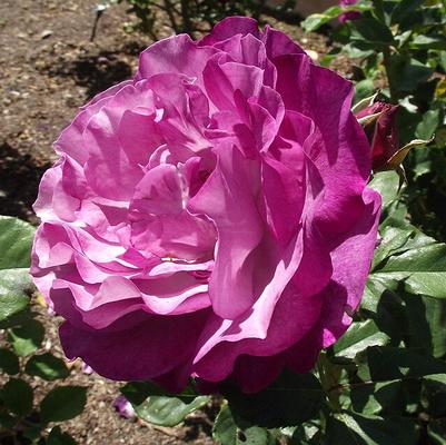 Rosa Wild Blue Yonder™