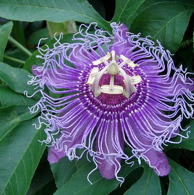 Passiflora incarnata 