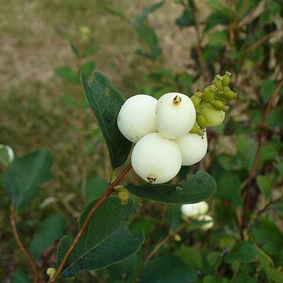 Symphoricarpos albus 
