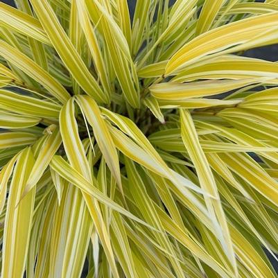 Hakonechloa macra Lemon Zest™