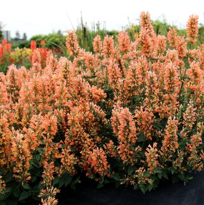 Agastache x Peach Pearl