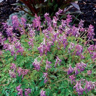 Corydalis x Blackberry Wine
