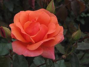 Rosa Coral Knock Out®
