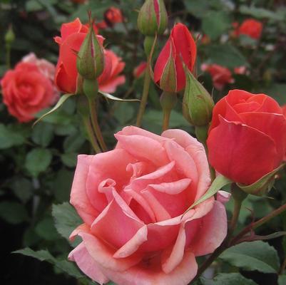 Rosa Coral Knock Out® - Shrub Rose