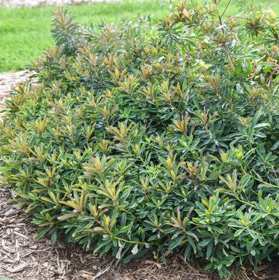 Euphorbia polycroma Urge to Splurge