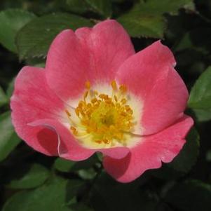 Rosa Carefree Delight®