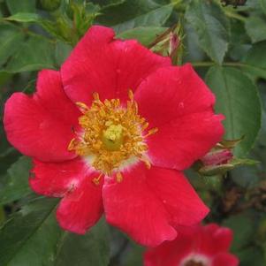 Rosa Carefree Spirit™