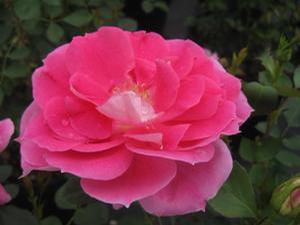Shrub Rose
