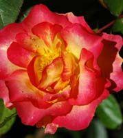 Rosa Rainbow Sorbet™