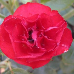 Rosa Ruby Meidiland®