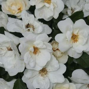 Rosa Knock Out® White