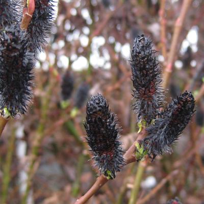 Salix melanostachys 