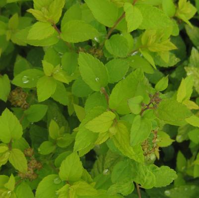 Spiraea japonica Gold Mound