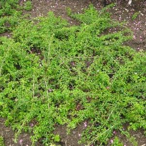 Cutleaf Stephanandra