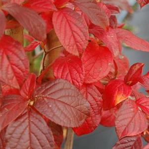 Stewartia koreana 