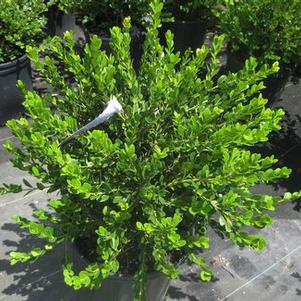 Buxus microphylla var. koreana Wintergreen