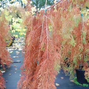 Taxodium distichum Fallingwater