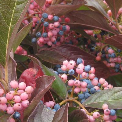 Viburnum nudum Winterthur