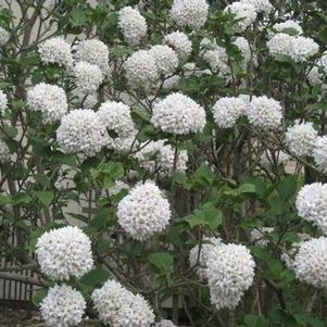 Viburnum x Cayuga