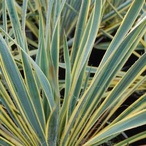 Yucca filamentosa Bright Edge