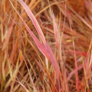 Hakonechloa macra Red Wind