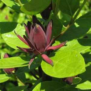 Calycanthus floridus Michael Lindsey