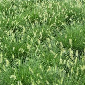 Pennisetum alopecuroides Little Bunny