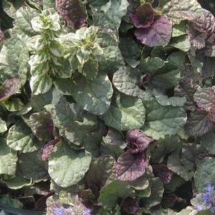 Ajuga reptans Burgundy Glow