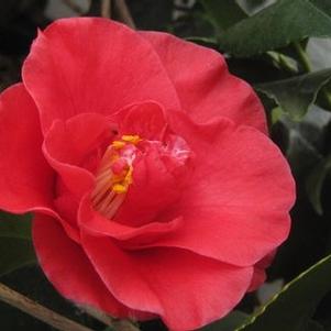 Camellia japonica Greensboro Red