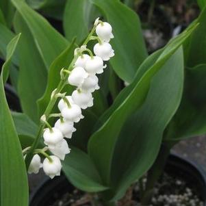 Convallaria majalis Bordeaux