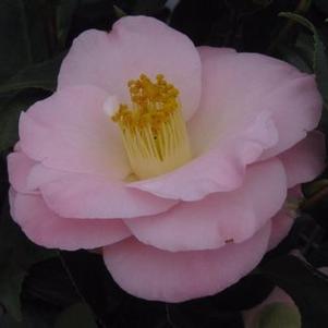 Camellia x April Blush