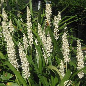 Liriope muscari Monroe White