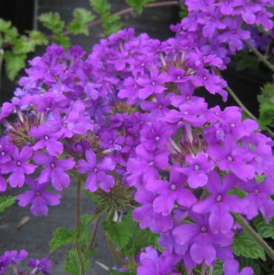 Verbena canadensis Homestead Purple