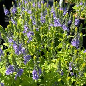 Veronica prostrata Aztec Gold