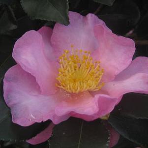 Camellia x Long Island Pink
