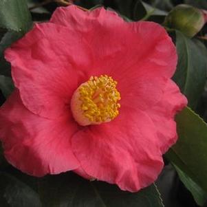 Camellia x Spring's Promise