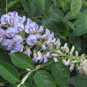 Wisteria frutescens var. macro. Blue Moon