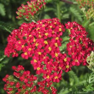 Achillea millefolium Paprika