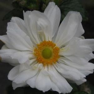 Anemone x Whirlwind
