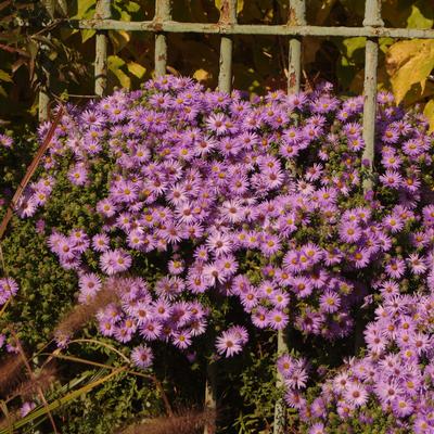 Aster oblongifolius Raydon's Favorite - Aromatic Aster