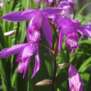 Bletilla striata 
