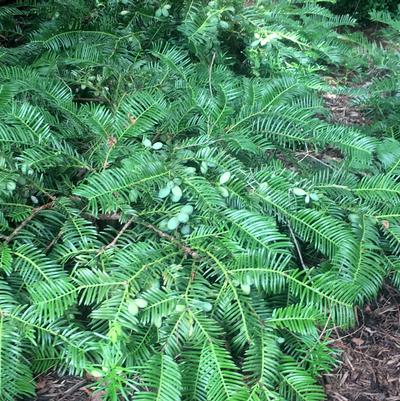 Cephalotaxus harringtonia Prostrata