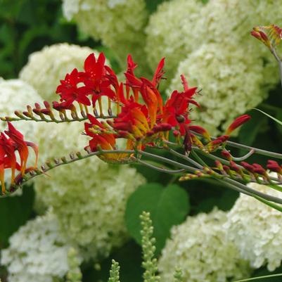 Crocosmia Lucifer - Montbretia