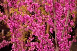 Cercis canadensis Ace of Hearts