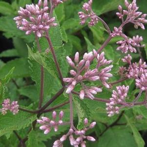 Eupatorium maculatum Gateway