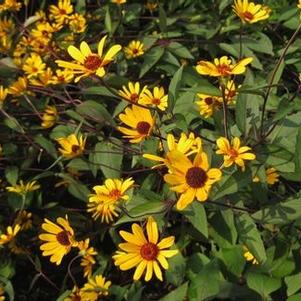 Heliopsis helianthoides Summer Nights